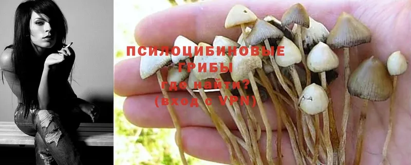 Псилоцибиновые грибы Magic Shrooms  Новое Девяткино 